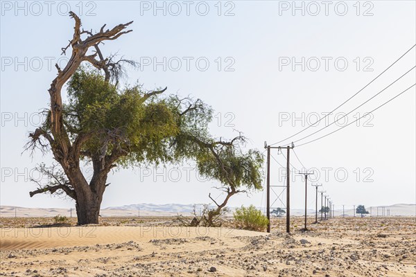 Half-dead tree next to a power line in the Rub al Khali desert, Dhofar province, Arabian Peninsula,