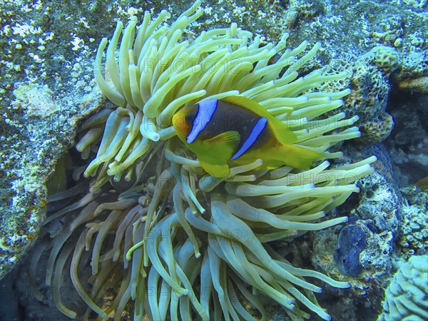 Red Sea anemonefish (Amphiprion nigripes), anemone, dive site Reef Bluff Point, Red Sea, Egypt,