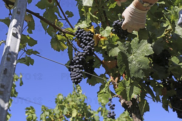 Grape grape harvest: Hand-picking Pinot Noir grapes in the Palatinate (Norbert Groß Winery,
