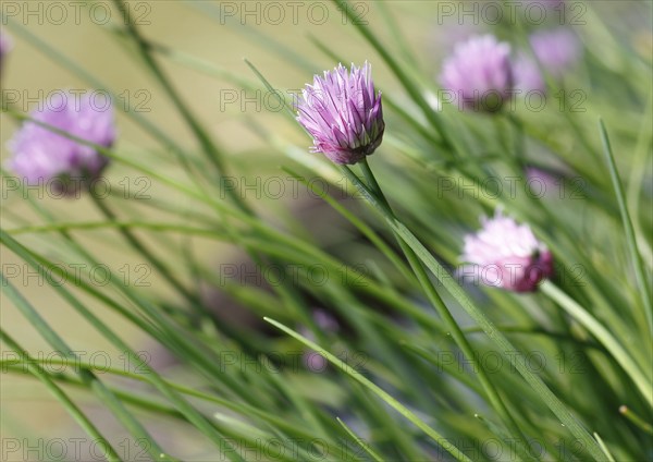 Chive (Allium schoenoprasum), in bloom, North Rhine-Westphalia, Germany, Europe
