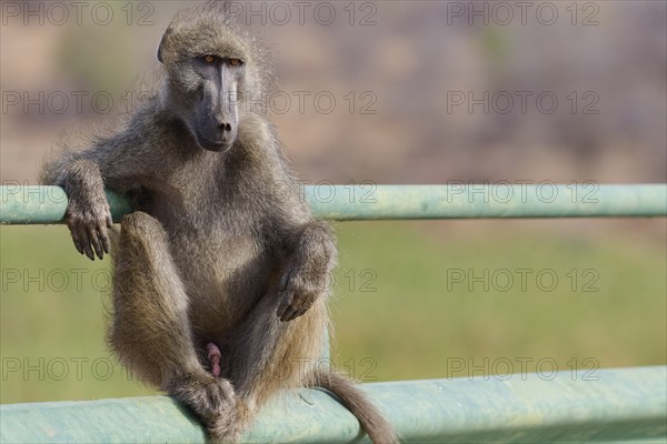 Chacma baboon (Papio ursinus), adult male, looking at camera, sitting casually on the guardrail of