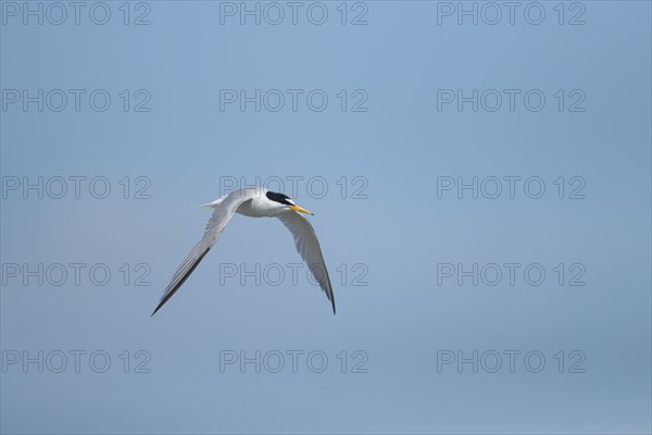 Little tern (Sternula albifrons) adult bird in flight against a blue sky, Suffolk, England, United