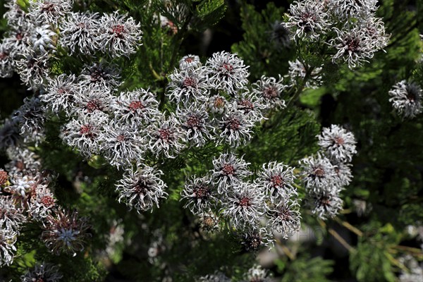 Serruria fucifolia (Serruria fucifolia), flowers, flowering, bush, fynbos, Kirstenbosch Botanical