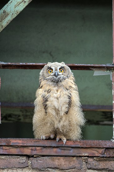 Eurasian eagle-owl (Bubo bubo), fledged young bird, in an old window frame, industrial building,
