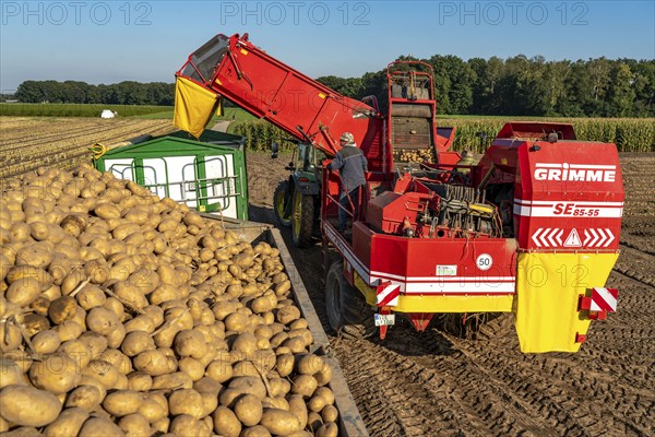 Potato harvesting, so-called split harvesting method, first the tubers are taken out of the ground