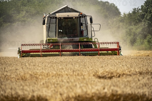 Agriculture, grain harvest, wheat, combine harvester harvesting in a wheat field, near