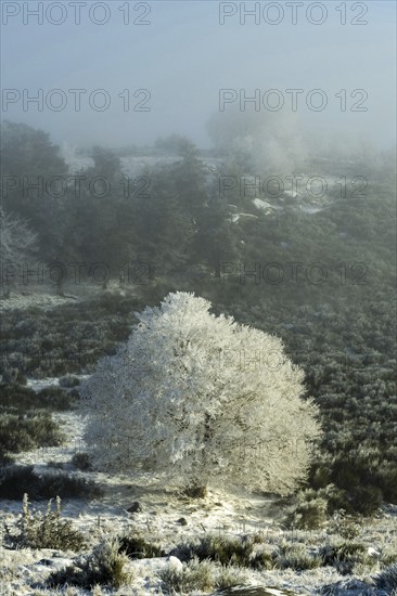 Aubrac plateau, snowy tree, Lozere department, Occitanie, France, Europe