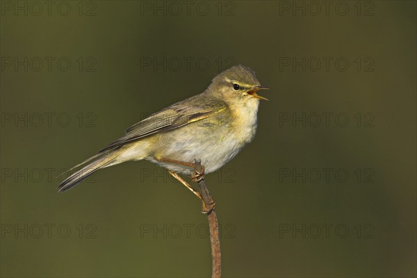 Willow warbler (Phylloscopus trochilus), Heligoland, Erpolzheim, Rhineland-Palatinate, Federal