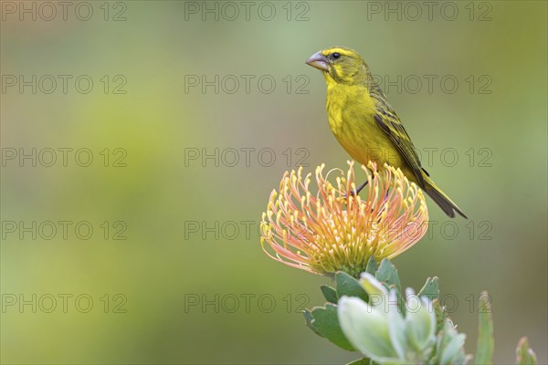 Brimstone canary (Crithagra sulphurata), Harold Porter National Botanical Gardens, Betty's Bay,