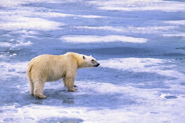 Polar bear (Ursus maritimus) walking on melting ice in the arctic, Svalbard