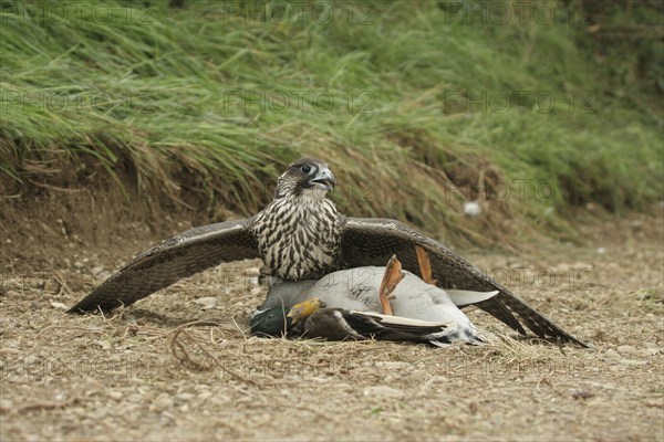 Gerfalcon (Falco rusticolus) young mallard with mallard drake (Anas platyrhynchos) Allgäu, Bavaria,