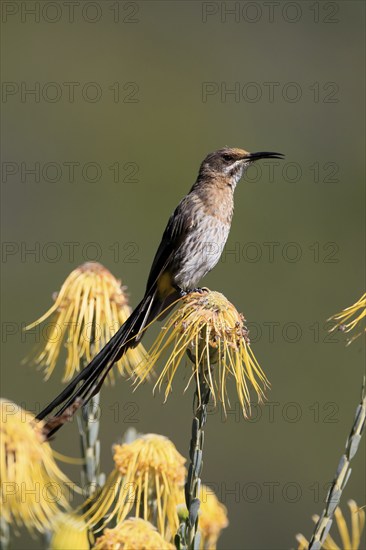 Cape Honeybird (Promerops cafer), adult, male, singing, on flower, Protea, Kirstenbosch Botanical