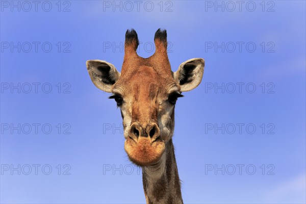 Southern giraffe (Giraffa camelopardalis giraffa), adult, portrait, Kruger National Park, Kruger