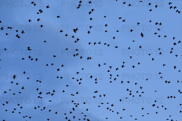 Flock of starlings in flight at dusk