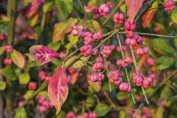 European spindle bush (Euonymus europaeus), Emsland, Lower Saxony, Germany, Europe