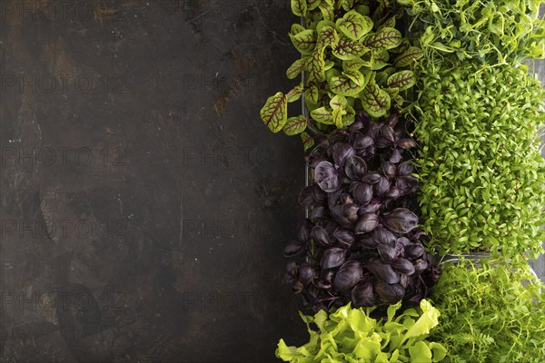 Set of boxes with microgreen sprouts of purple basil, lettuce, sorrel, pea, cilantro on black