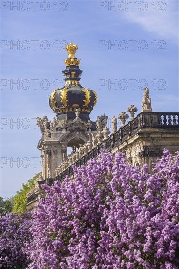 The lilacs bloom magnificently at the Zwinger moat, Dresden, Saxony, Germany, Europe