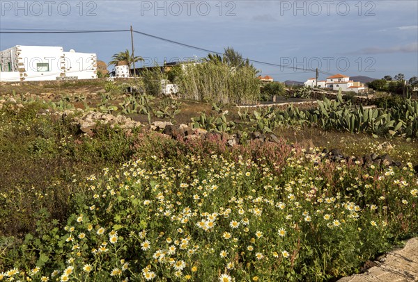 Traditional houses and gardens Villaverde village near Oliva, Fuerteventura, Canary Islands, Spain,