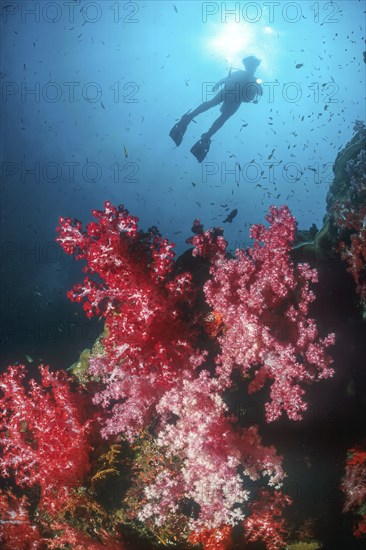 Backlit shot of silhouette of diver in front of sun hovering over colony of red soft coral