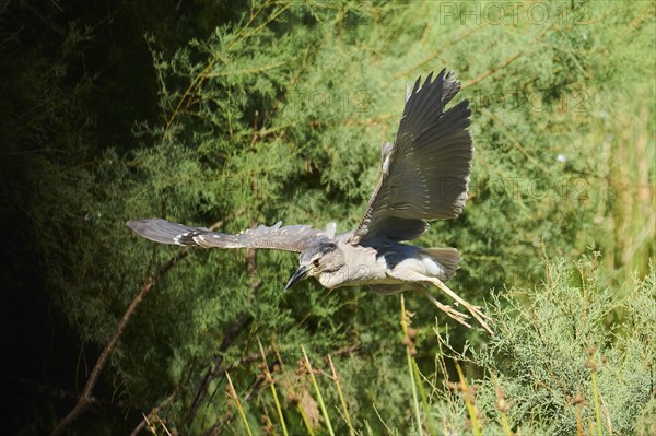 Black-crowned night heron (Nycticorax nycticorax) youngster flying, Camargue, France, Europe