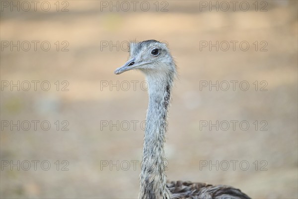 Greater rhea (Rhea americana), portrait, captive, distribution Africa