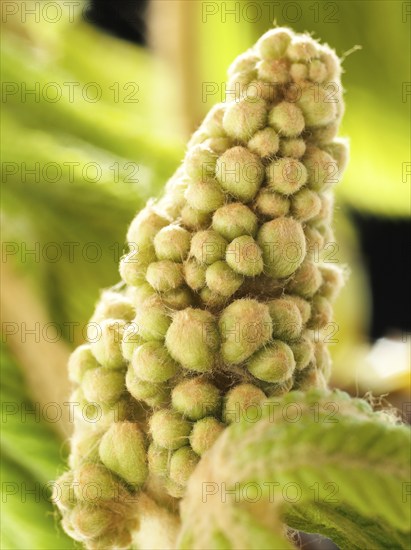 Chestnut, common horse-chestnut (Aesculus hippocastanum), young inflorescence, flower buds, fine