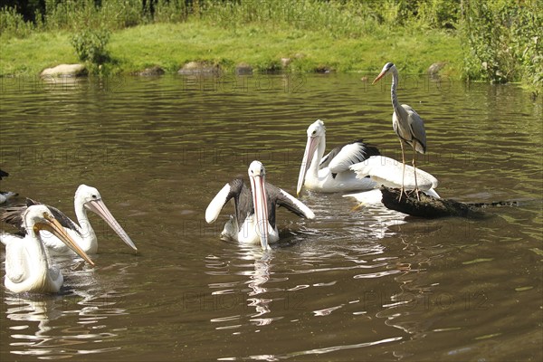 Grey heron (Ardea cinerea) australian pelicans (Pelecanus conspicillatus) and on the left a
