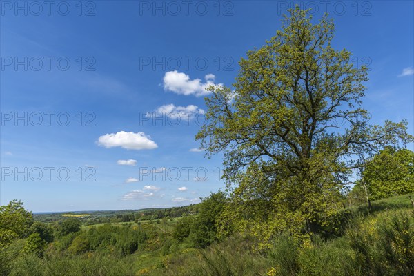 Svanninge Bakker, Faaborg, wooded heights in southern Funen, nature reserve, recreation, hiking,