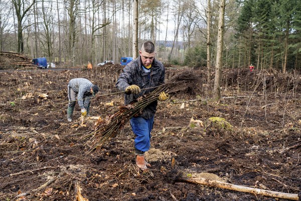 Reforestation in the Arnsberg forest near Rüthen-Nettelstädt, district of Soest, forestry workers