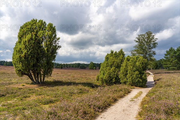 Heather blossom of the heather, in the Büsenbach valley, Lüneburg Heath nature reserve, Lower