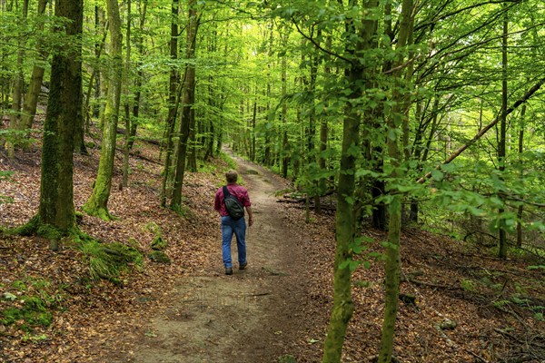 Forest below the Bruchhauser Steine, in the Hochsauerland district, rock formations with four main