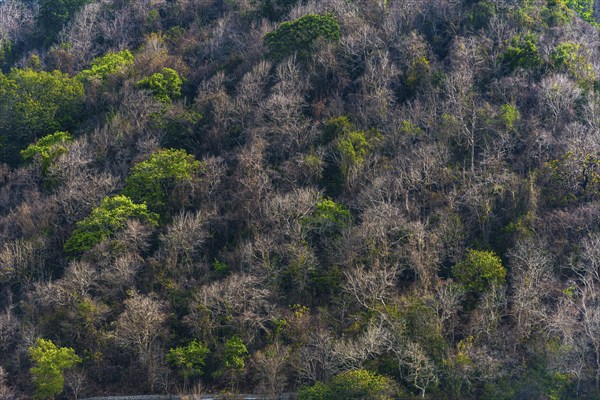 Dry forest in climate change, jungle, tropics, tropical, nature, tree, drought, jungle, landscape,