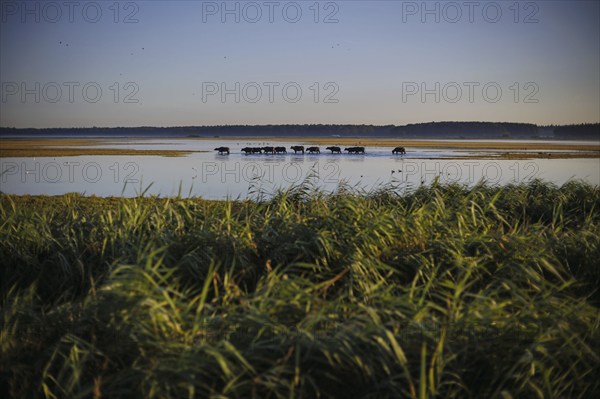 Young bulls run across a flooded pasture near Born am Darß shortly after sunrise. Born, 06.08.2024