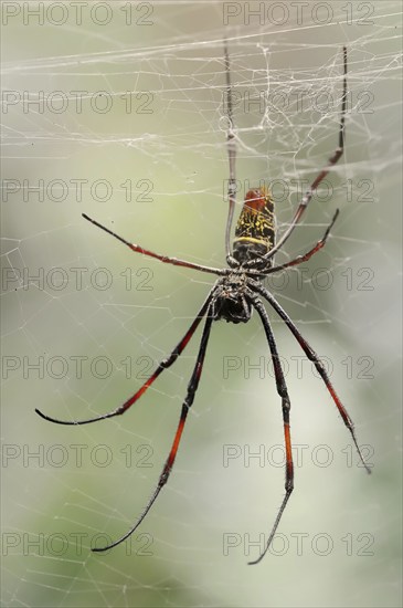 Silk spider (Nephila spec.) in web, captive, North Rhine-Westphalia, Germany, Europe