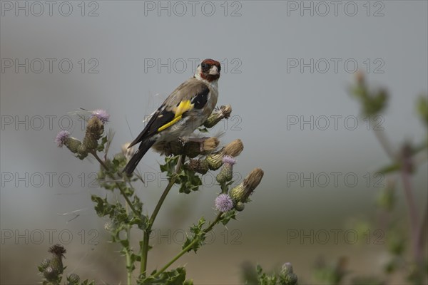 European goldfinch (Carduelis carduelis) adult bird on a Creeping thistle seedhead in the summer,