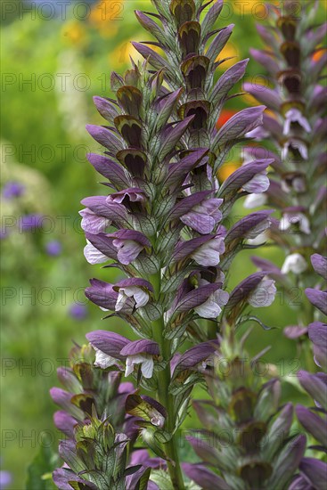 Sea dock (Acanthus mollis), Bavaria, Germany, Europe