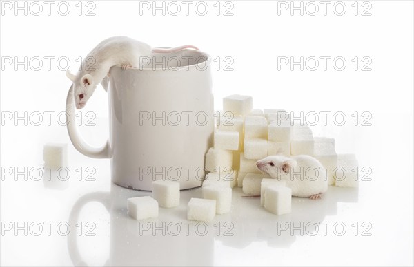 Two white laboratory mice crawling up the stairs from the sugar cubes and a cup, diabetes concept