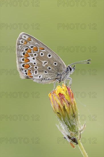 Chapman's blue (Polyommatus thersites), female, Provence, southern France