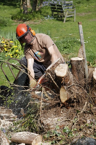 Man using chainsaw to cut down tree stump