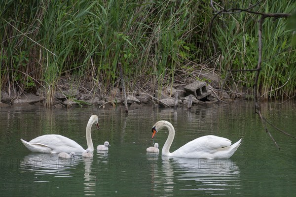Detroit, Michigan, Mute swans (Cygnus olor) with their cygnets in a canal near the Detroit River