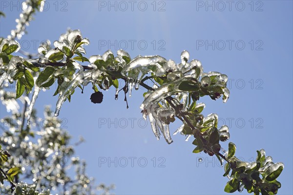 Hamburg, Altes Land, Obstplantage, Frostschutz