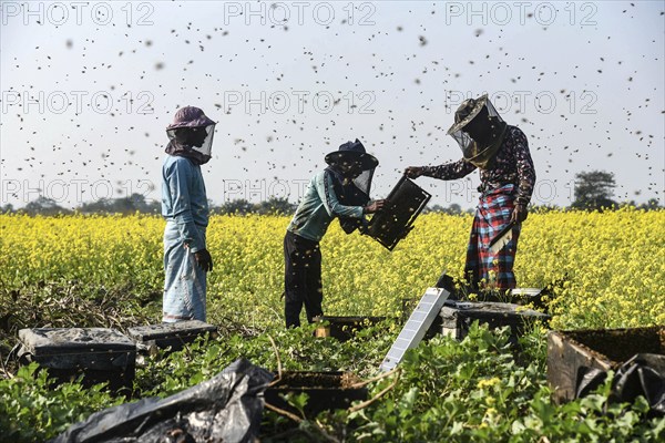 Bee keepers working in a bee farm near a musturd field in a village in Barpeta district of Assam in