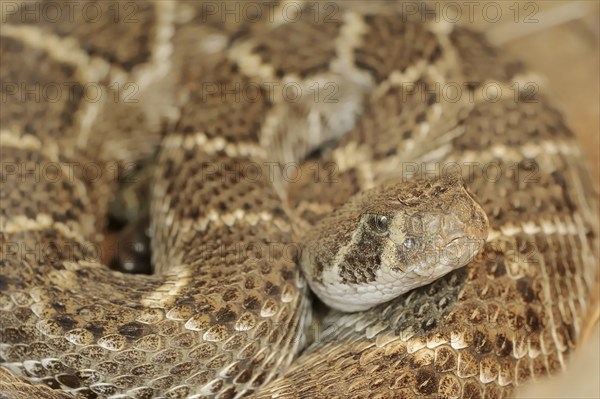 Texas rattlesnake or western diamondback rattlesnake (Crotalus atrox), captive, occurring in North