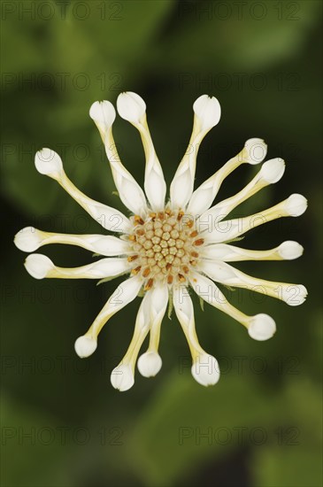 Cape daisy or Bornholm daisy 'Soprano Vanilla Spoon' (Dimorphotheca ecklonis, Osteospermum