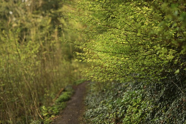 Iserlohn. This year's unusually warm weather in April has already given us a May. Nature exploded
