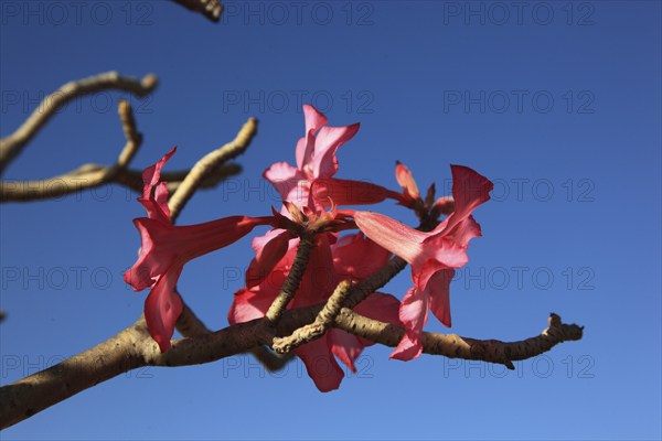 South Ethiopia, desert roses, Adenium, are a plant genus of the dogbane family, Apocynaceae, tree