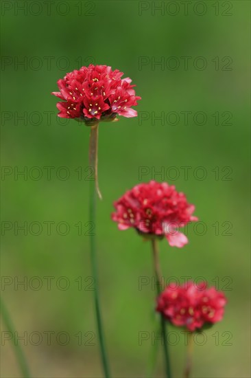Lady's cushion (Armeria), flowering, flower, Ellerstadt, Germany, Europe