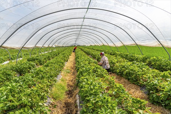 Harvesting strawberries, harvest helper, strawberry cultivation in the open field, under a foil