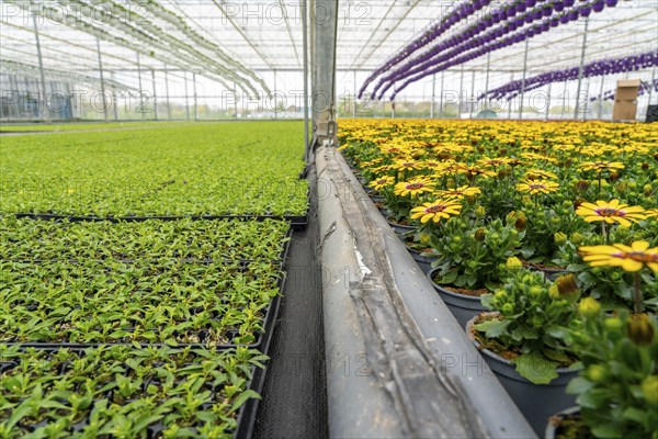 Horticultural business, greenhouse, flower pots, young plants, cape daisies, osteospermum, growing