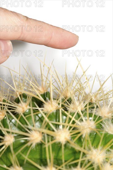 A human finger approaches the long, pointed spines of a green cactus, hedgehog cactus, hedgehog